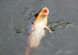 三月份釣鯉魚好釣嗎？3月份釣鯉魚用什么好？