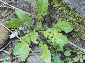 薺菜是什么菜？薺菜是什么野菜？