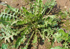 薺菜是什么菜？薺菜是什么野菜？