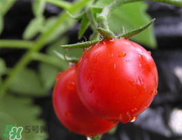 薺菜可以和西紅柿一起吃嗎？薺菜和西紅柿一起吃好嗎？