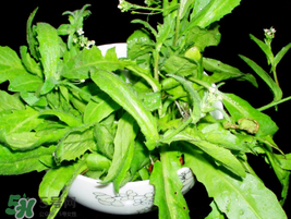 薺菜能和青菜一起吃嗎？薺菜和青菜一起吃好嗎？