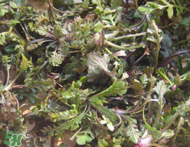 薺菜上有白點(diǎn)能吃嗎？薺菜背面有白點(diǎn)是什么？