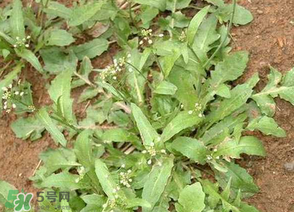 薺菜上的蟲(chóng)子可以吃嗎？薺菜有蟲(chóng)能吃嗎？