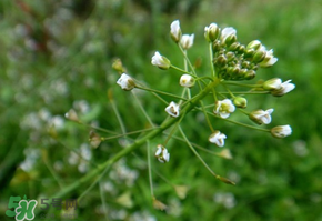 薺菜上的蟲(chóng)子可以吃嗎？薺菜有蟲(chóng)能吃嗎？