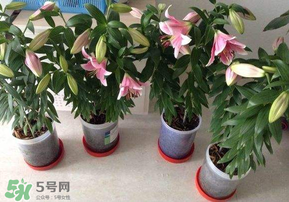 3月份可以種百合花嗎？百合幾月種植？