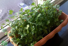 三月份可以種香菜嗎？香菜幾月份播種？