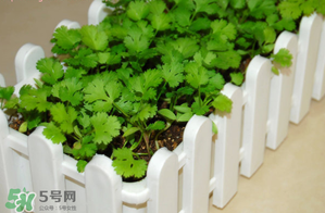 三月份可以種香菜嗎？香菜幾月份播種？
