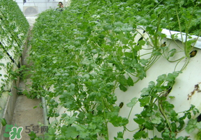 三月份可以種香菜嗎？香菜幾月份播種？