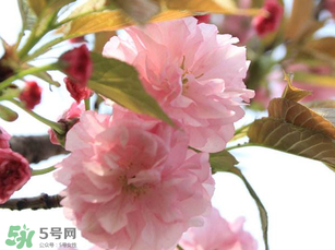 四月份還有櫻花嗎？四月份哪里有櫻花？