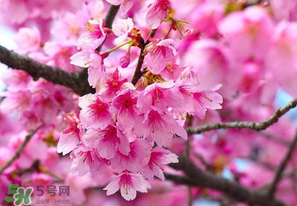 四月份還有櫻花嗎？四月份哪里有櫻花？