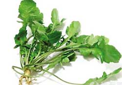 薺菜是什么菜？薺菜是什么野菜？