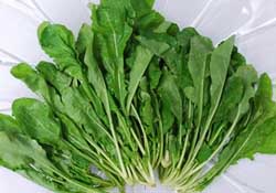 薺菜能和青菜一起吃嗎？薺菜和青菜一起吃好嗎？