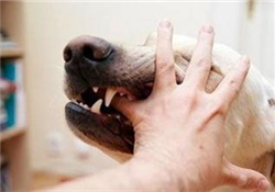 狂犬疫苗多少錢(qián)？狂犬疫苗價(jià)格？