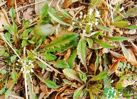 薺菜不能和什么一起吃？薺菜和什么相克？