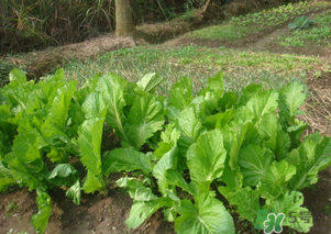 芥菜能和雞肉一起吃嗎？芥菜與雞肉同吃會中毒嗎？