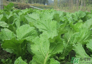 芥菜能和雞肉一起吃嗎？芥菜與雞肉同吃會中毒嗎？