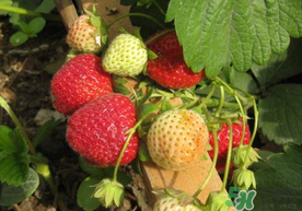 春天能種草莓嗎？春天可以種草莓嗎？