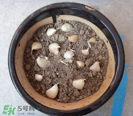 春天可以種大蒜嗎？春天什么時候種大蒜？
