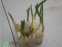 春天大蒜什么時(shí)候澆水？大蒜多久澆一次水？
