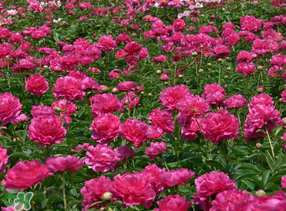 春天能種芍藥嗎？芍藥幾月種植？
