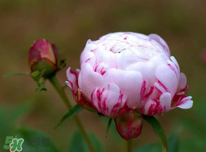 春天能種芍藥嗎？芍藥幾月種植？