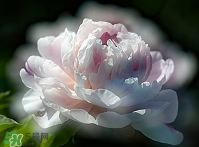 春天能種芍藥嗎？芍藥幾月種植？