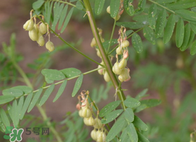 春天能吃黃芪嗎？春天吃黃芪好嗎？
