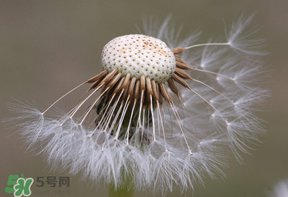 蒲公英多少錢一斤？蒲公英多少錢一克？