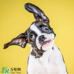 狂犬疫苗多少錢？狂犬疫苗價格？