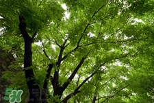 植樹節(jié)是幾月幾日？2017植樹節(jié)是哪一天？