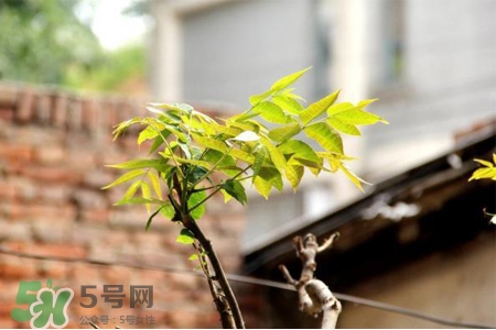 植樹節(jié)是幾月幾日？2017植樹節(jié)是哪一天？