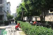 植樹節(jié)是幾月幾日？2017植樹節(jié)是哪一天？