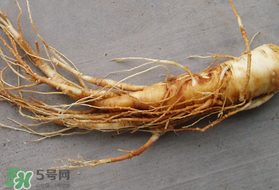 春天可以吃人參嗎？春季能進(jìn)補(bǔ)人參嗎？