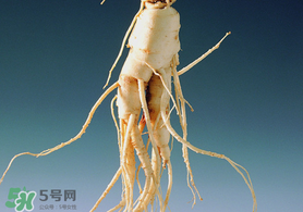 春天可以吃人參嗎？春季能進(jìn)補(bǔ)人參嗎？