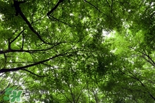 植樹(shù)節(jié)種樹(shù)要注意什么？植樹(shù)要注意哪些細(xì)節(jié)？