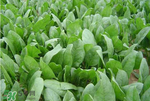 春天能種菠菜嗎？春天怎么種菠菜？