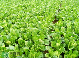 春天能種白菜嗎？春天白菜什么時間種植？