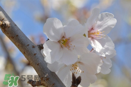 植樹節(jié)可以種什么花？植樹節(jié)種什么花好？
