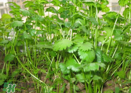 春天能種香菜嗎？香菜幾月份播種？