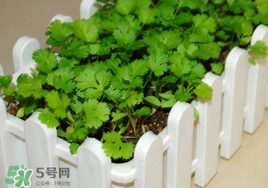 春天能種香菜嗎？香菜幾月份播種？