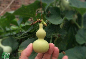 春天什么時(shí)候種葫蘆？葫蘆幾月種最好？