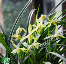 蘭花怎么養(yǎng)？蘭花怎么種？