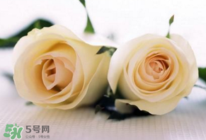 白色情人節(jié)送什么花？白色情人節(jié)送白玫瑰合適嗎？