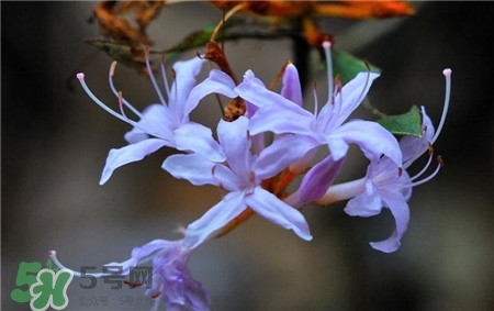 蘭花品種？蘭花有多少品種？