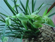 蘭花品種？蘭花有多少品種？