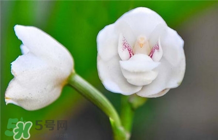 蘭花品種？蘭花有多少品種？