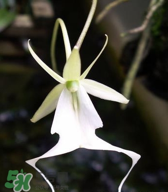 蘭花品種？蘭花有多少品種？