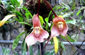 蘭花品種？蘭花有多少品種？