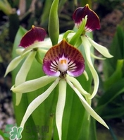 蘭花品種？蘭花有多少品種？