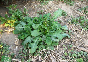 春天吃什么野菜好？春天吃什么野菜降血壓？